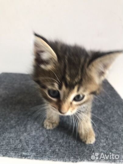 Котята в добрые руки 1 месяц