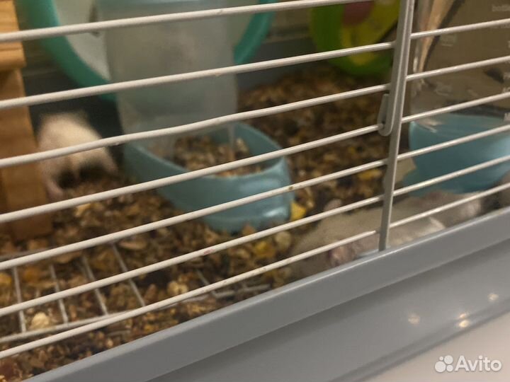 Хомячки альбиносы