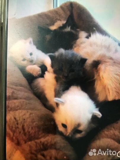Кошка в добрые руки