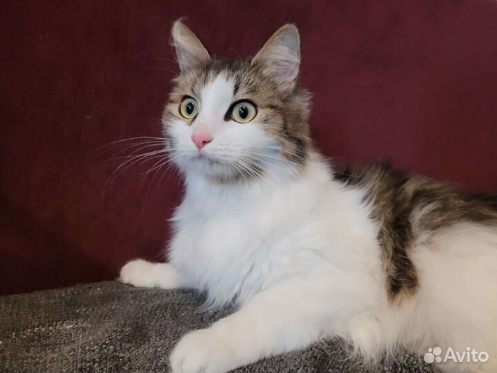 Молодая кошечка