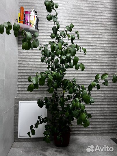 Фикус барокко барок