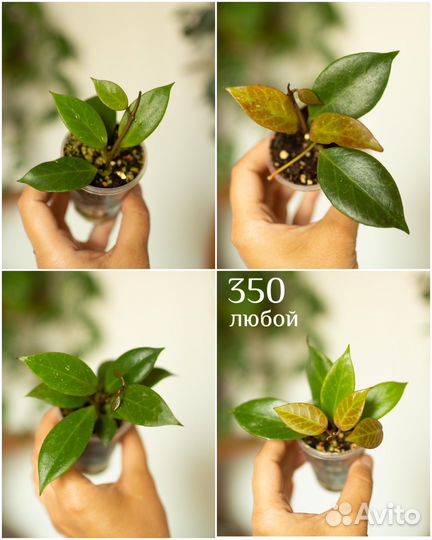 Хойи разные