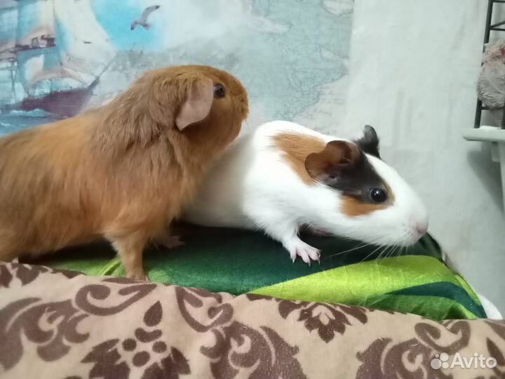 Морская свинка