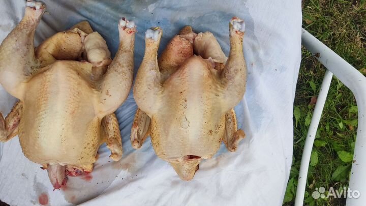 Мясо домашнего бройлера