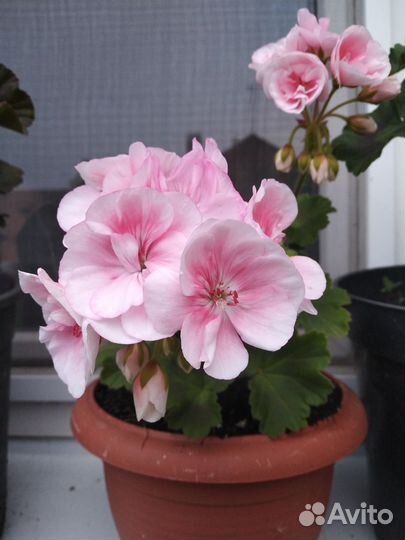 Продам герань PAC Salmon Komtess