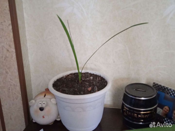 Финиковая пальма с горшком