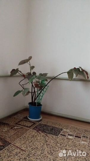 Бегония старше 10 лет