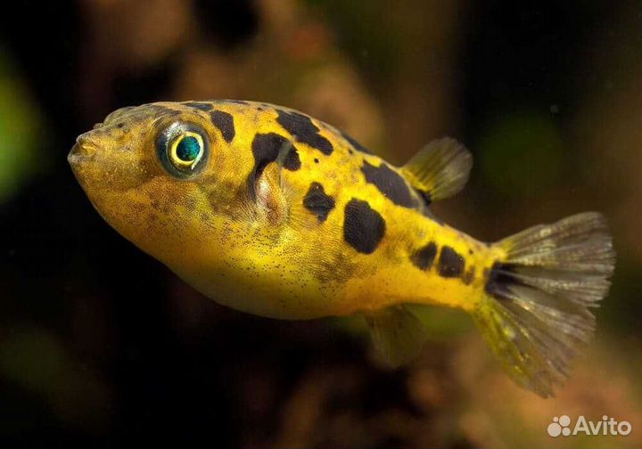 Аквариумные рыбки, растения, корм