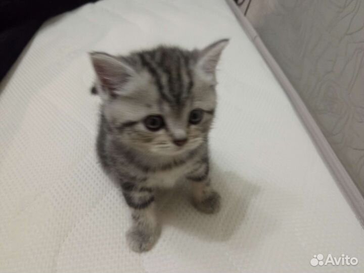 Шотландские котята