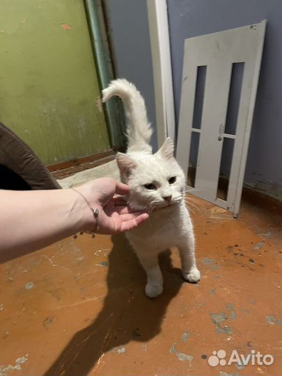 Кошка в добрые руки