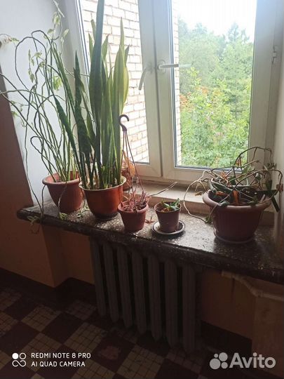 Комнатные цветы бесплатно