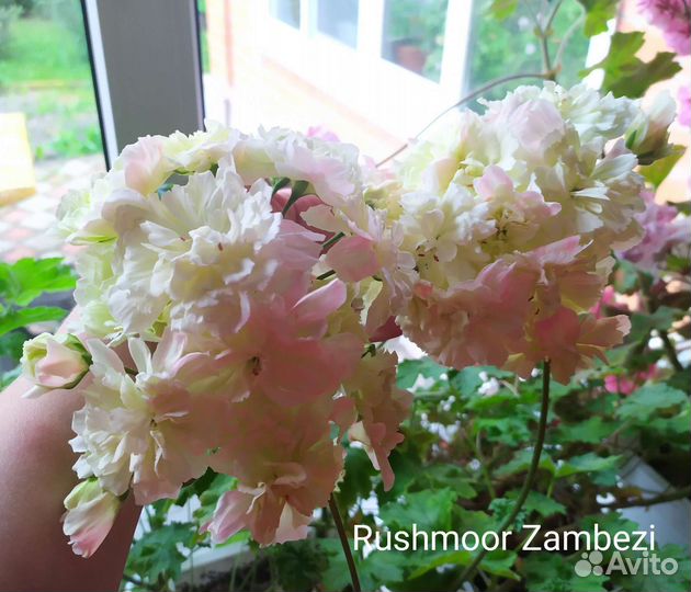Пеларгония Rushmoor zambezi