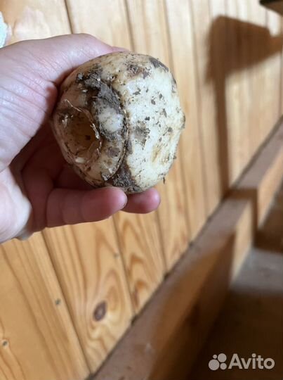 Рябчик. Точно зацветет