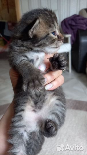 Котенок в добрые руки