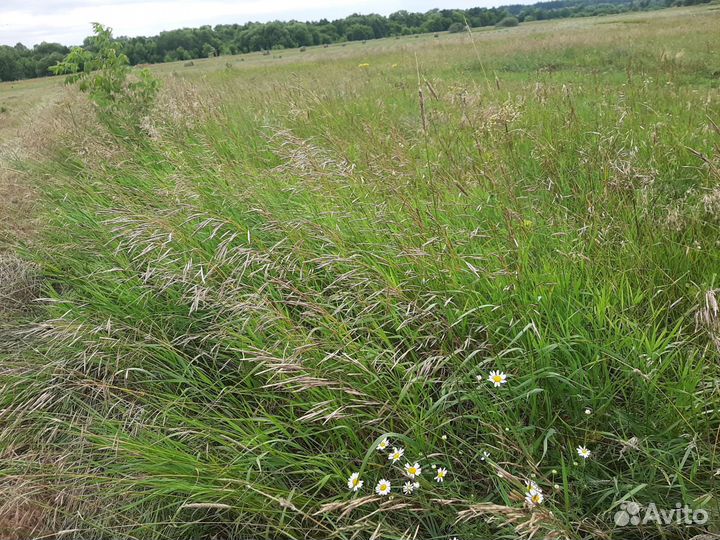 Сено в рулонах 2023 350кг