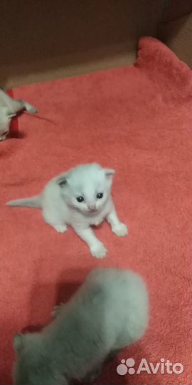 Котята в добрые руки бесплатно