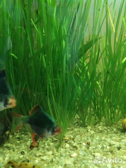 Продажа аквариумных рыбок