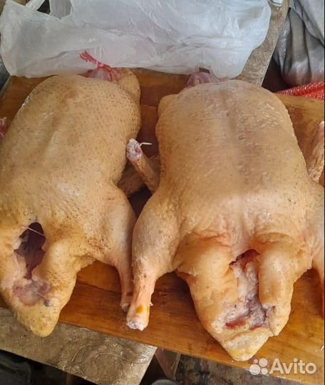 Домашние уточки, Индюшки