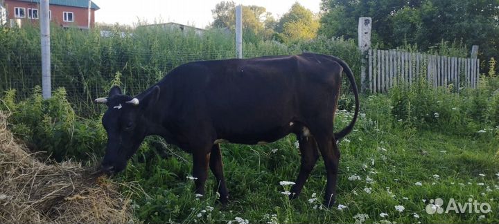 Корова стельная дойная