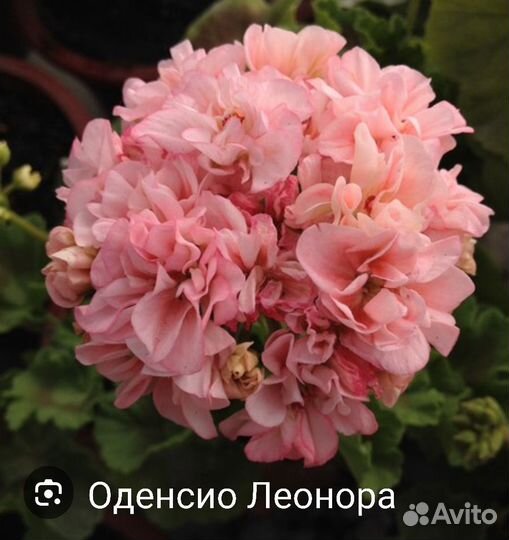 Пеларгония герань сортовая