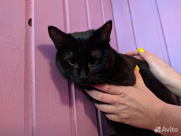 Кошечка Лакки, 3.5 года, из приюта Домик