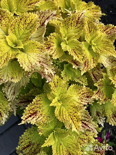 Колеусы сортовые