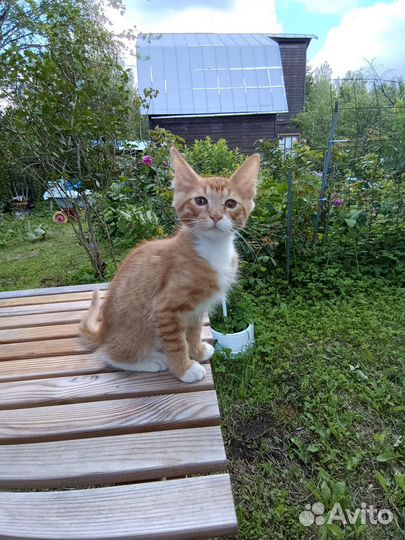 Котята в добрые руки мальчики