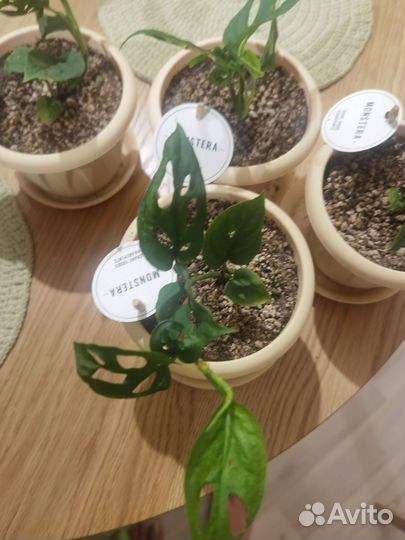 Монстера манки