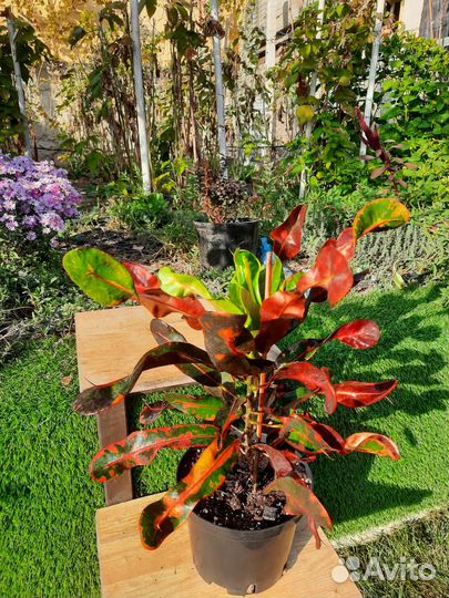 Комнатные цветы Кротон