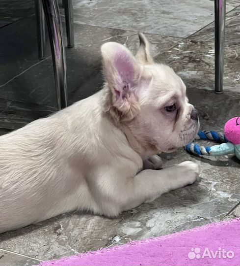 Флаффи бульдог