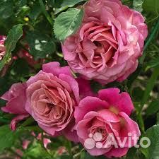 Роза шраб Агнесс Шилингер зкс 4 л