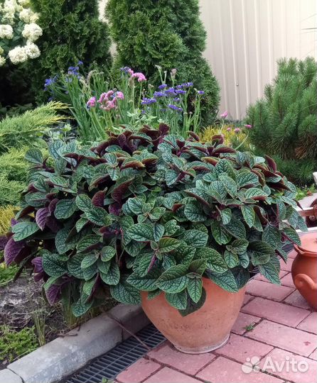 Плектрантус комнатная мята