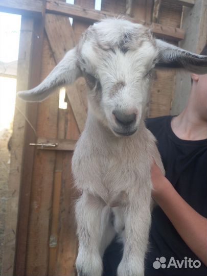 Овцы и Козы