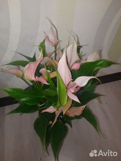 Антуриум Лили