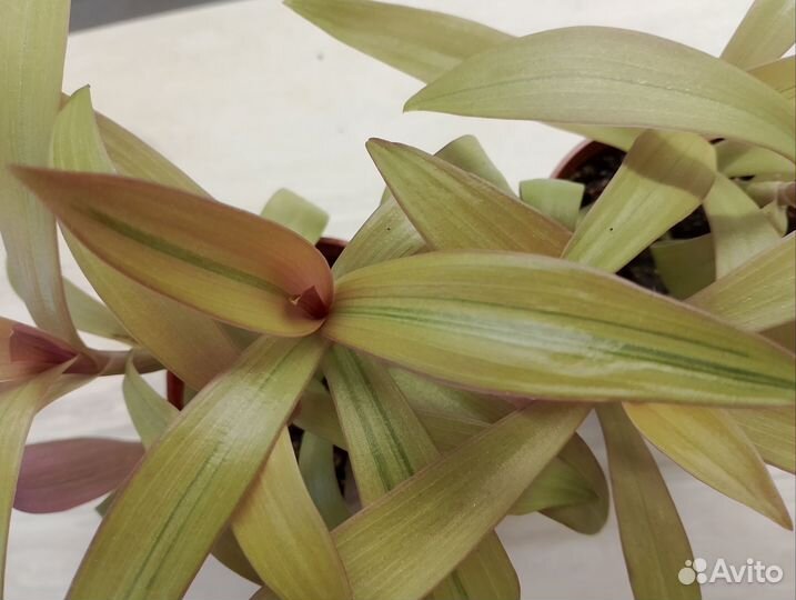 Рэо золотая