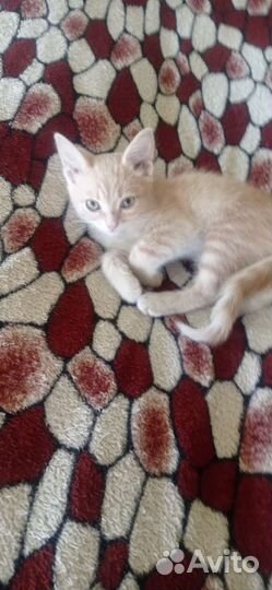 Отдам бесплатно