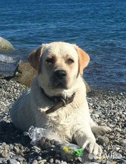 Вязка лабрадор