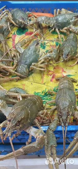 Волжские раки