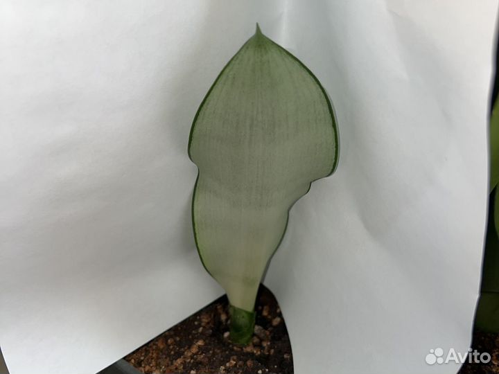 Moonshine.Сансевиерия Муншайн (