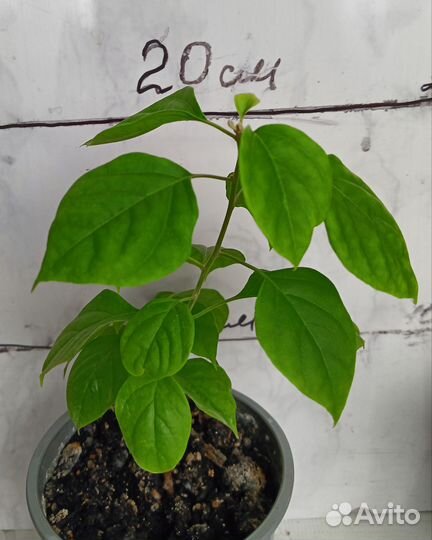 Бугенвиллия махровая