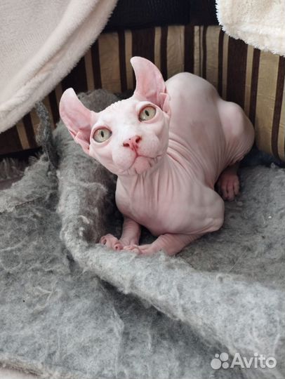 Эльф котенок