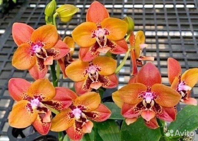 Орхидея Mainshow Zheng Min Anaconda CL-01