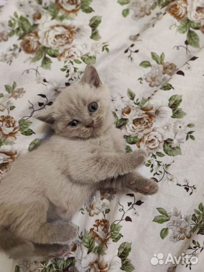 Британские котята