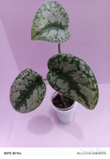 Сциндапсус, филодендрон, эпипремнум, сингониум