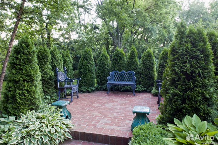 Туя брабант