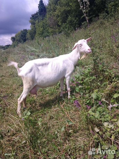 Продаются дойные козы
