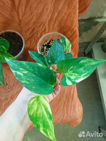 Сциндапсус