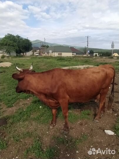 Корова дойная с теленком