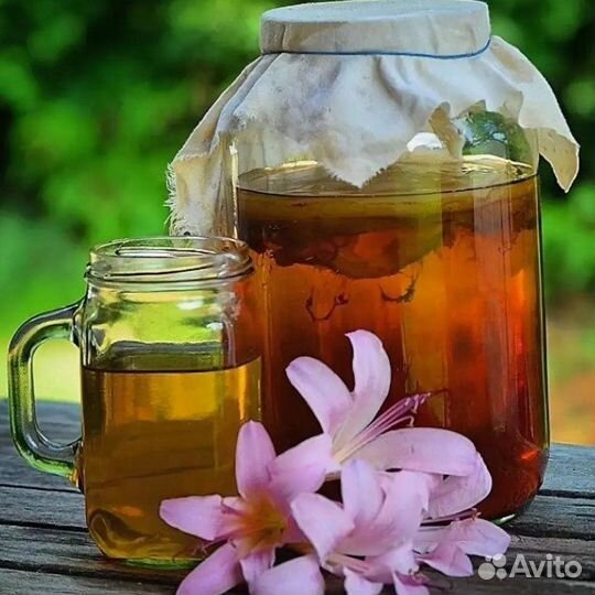 Чайный гриб комбуча