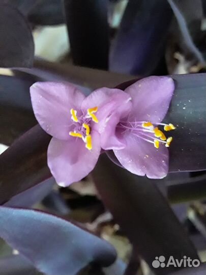 Традесканция